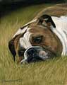 English Bulldog