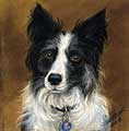 Sleet - A Border Collie