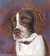 Welsh Springer Spaniel