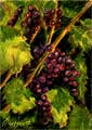 Grapes on the Vine
