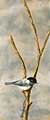 Mountain Chickadee