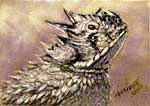 Texas Horned Toad