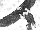 Dive Bomber