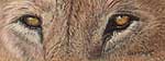 Lion Eyes