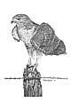 Redtail Hawk