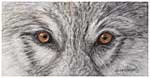 The Eyes Have It!