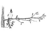 Black Crest Tufted Titmouse