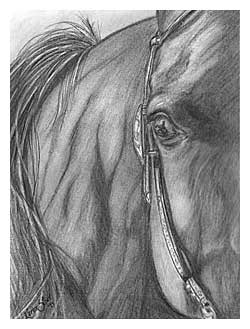 Billy Bob - Karen's faithful horse