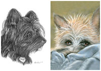 Cairn Terrier gallery