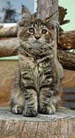 'Main Coon Cat' reference photo